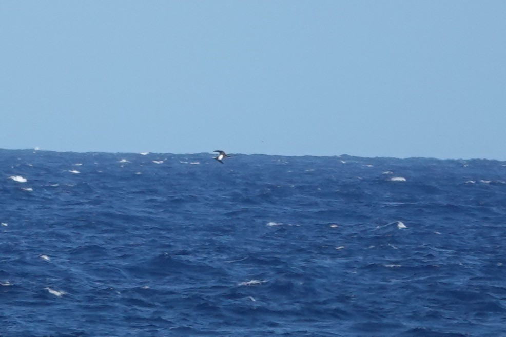 Great Frigatebird - ML635774583