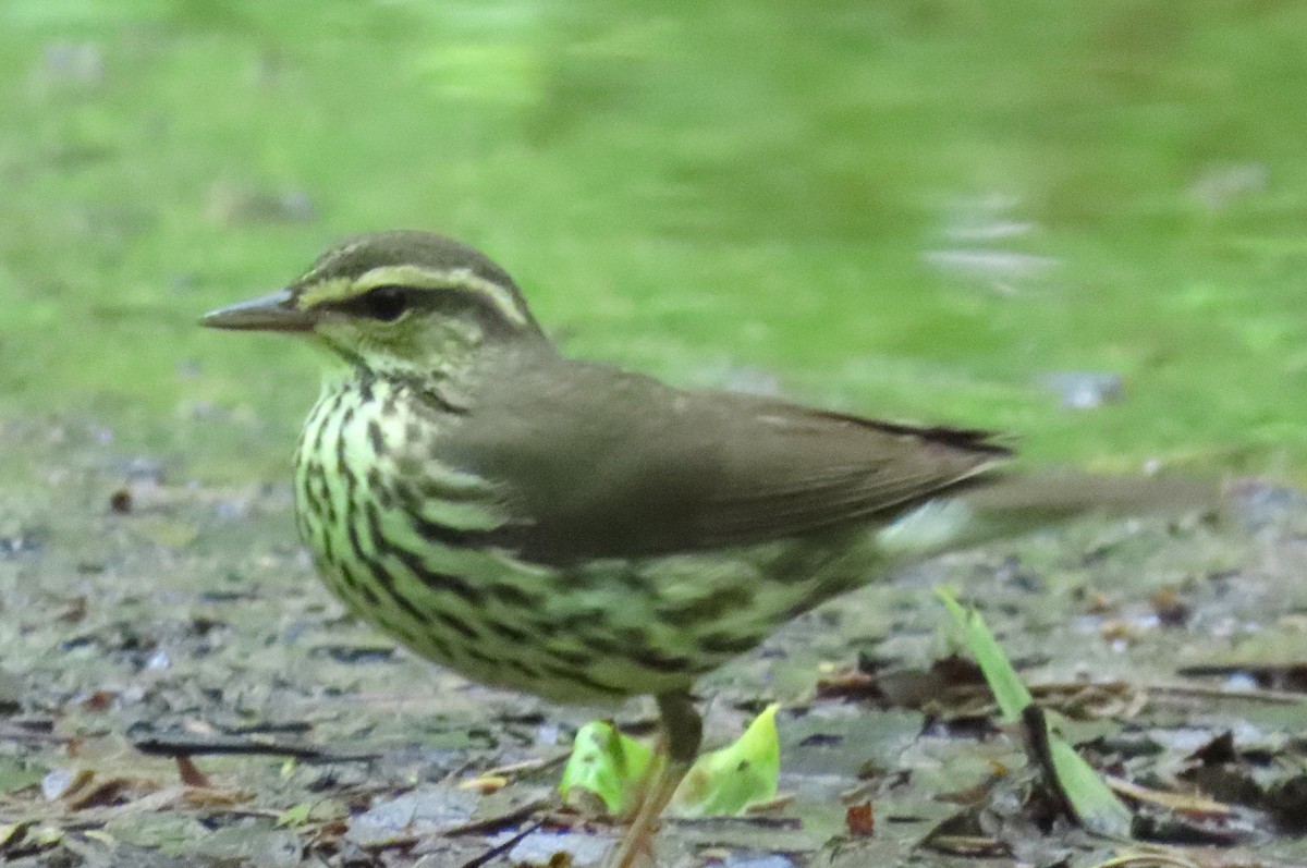 Louisiana Waterthrush - ML635774606