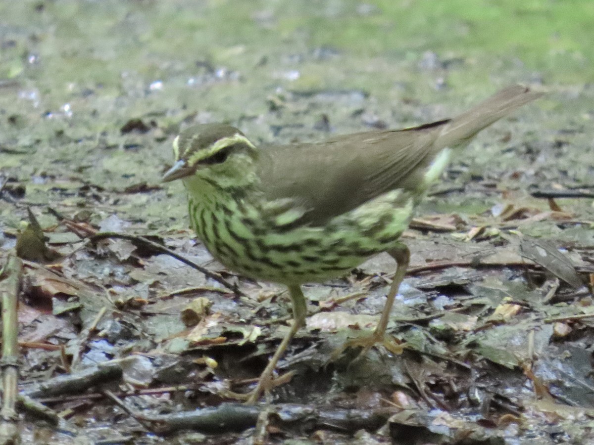 Louisiana Waterthrush - ML635774607