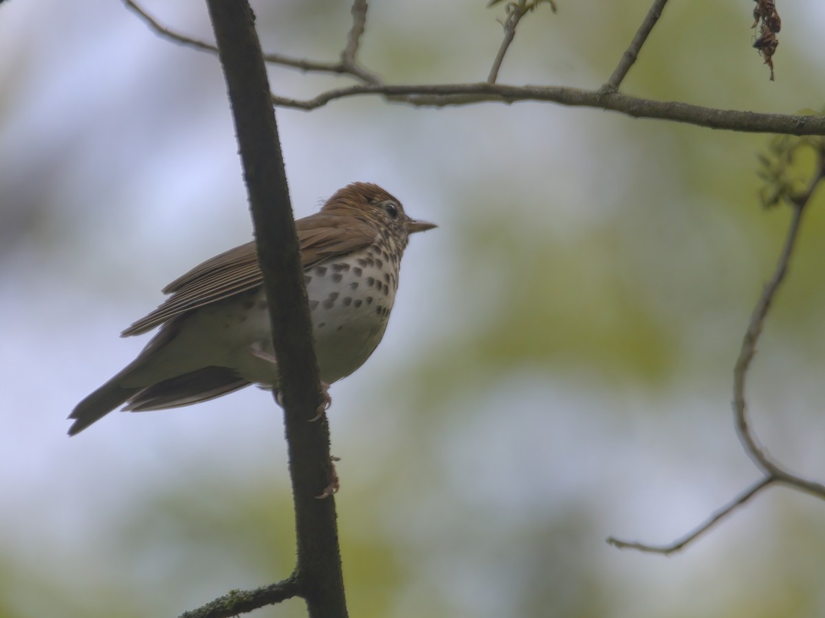 Wood Thrush - ML635774707