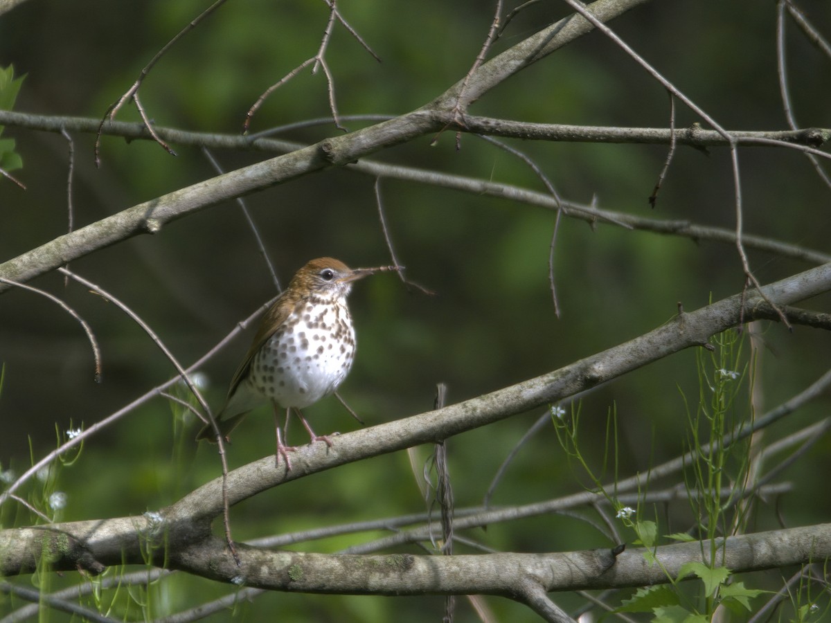 Wood Thrush - ML635774708