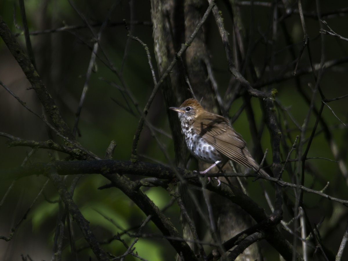 Wood Thrush - ML635774709
