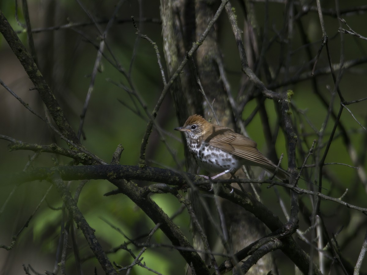 Wood Thrush - ML635774710