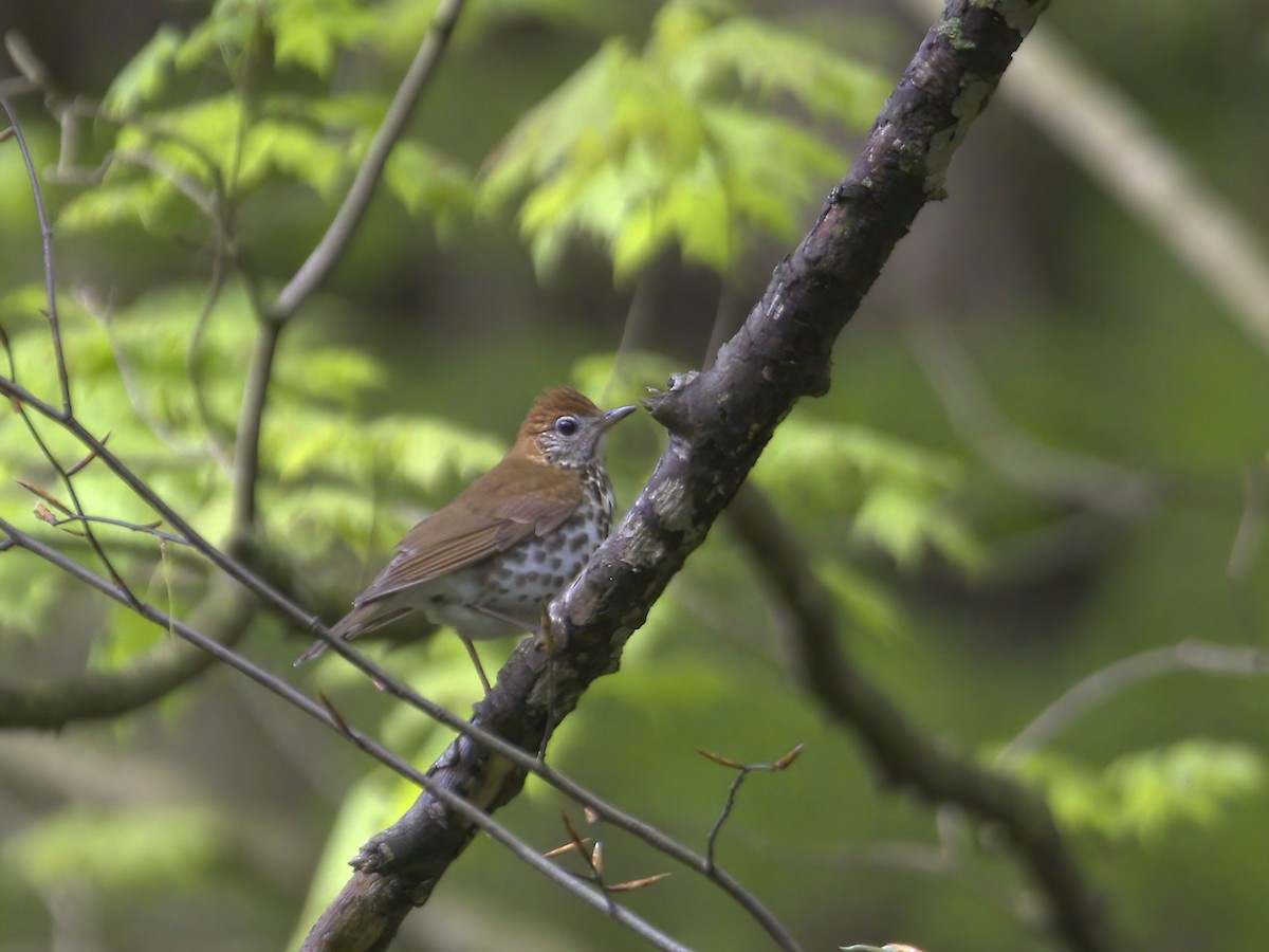 Wood Thrush - ML635774711