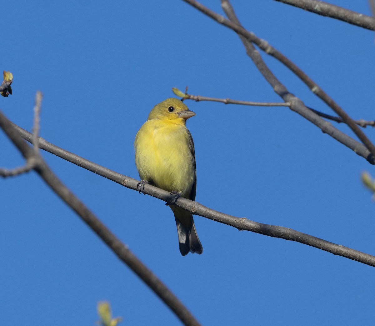 Piranga gorri-beltza - ML635774724