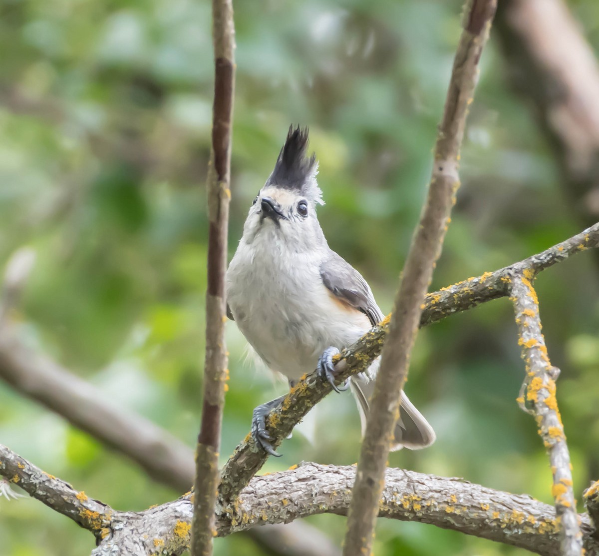 Black-crested Titmouse - ML635774837