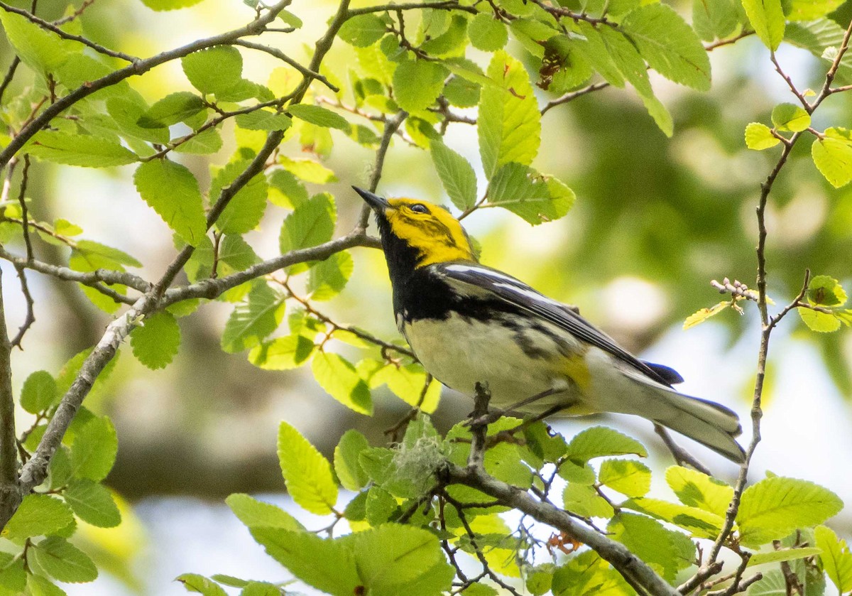 Black-throated Green Warbler - ML635774848