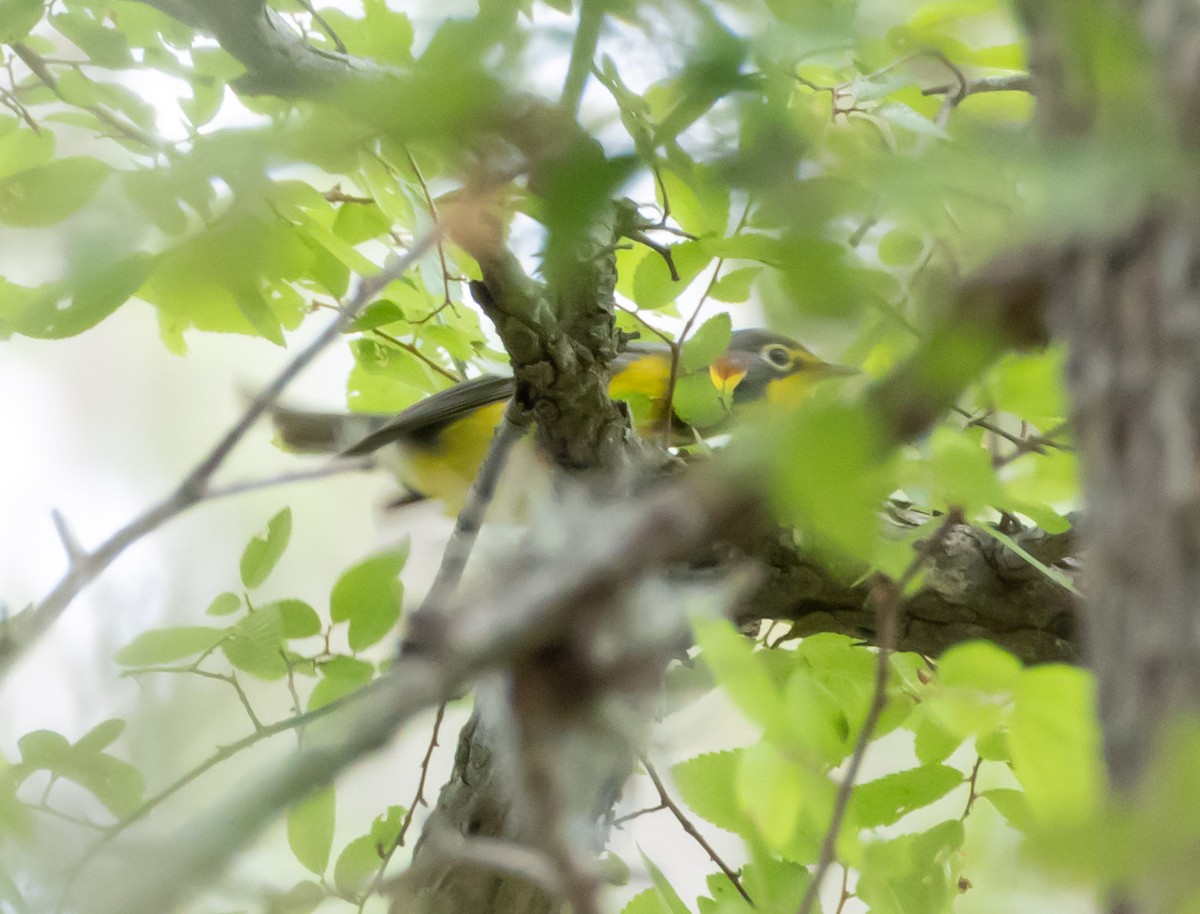 Canada Warbler - ML635774867