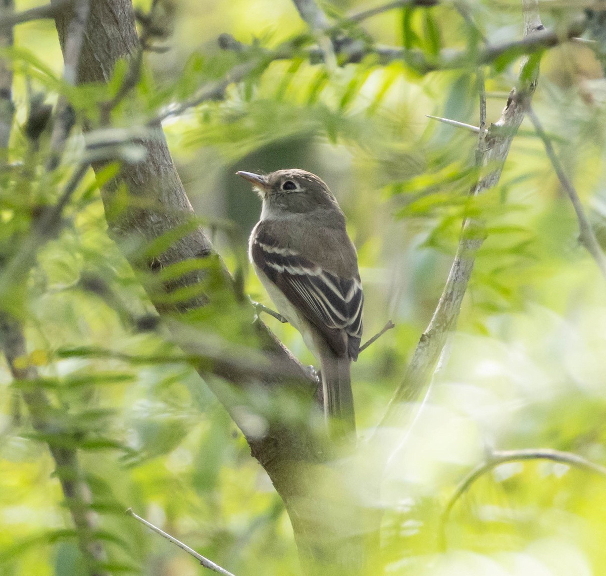Least Flycatcher - ML635774875