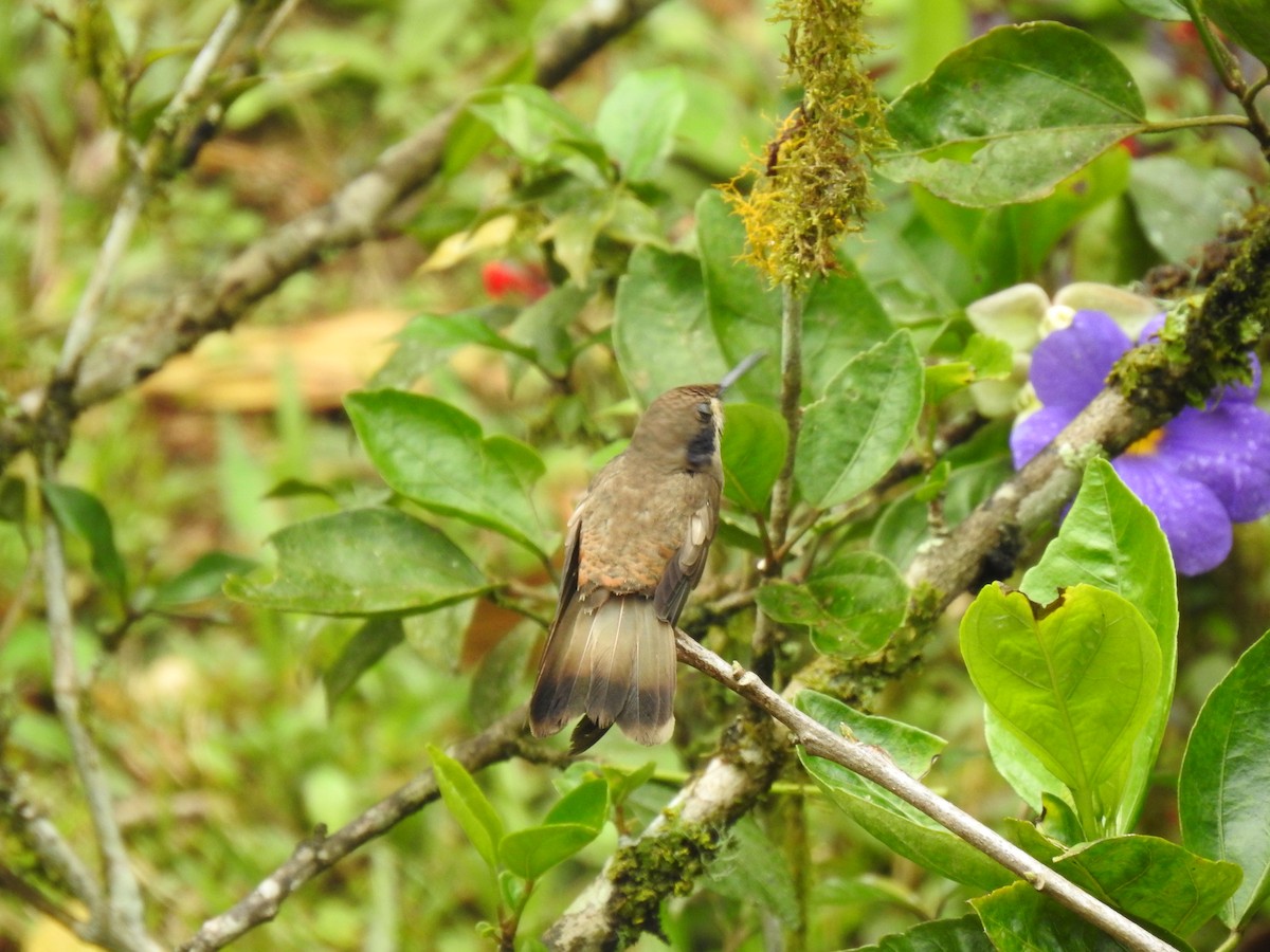 Brown Violetear - ML635774876