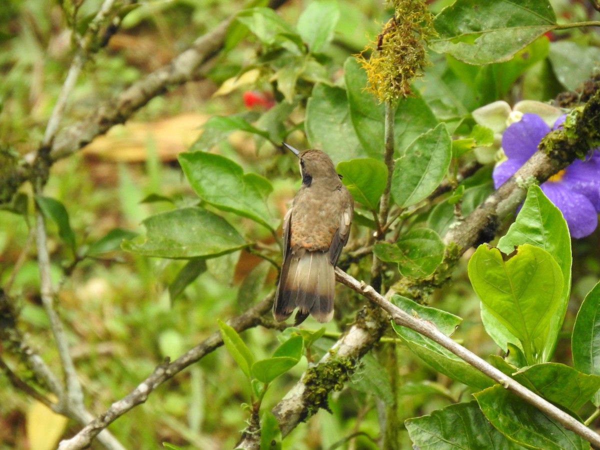 Brown Violetear - ML635774877