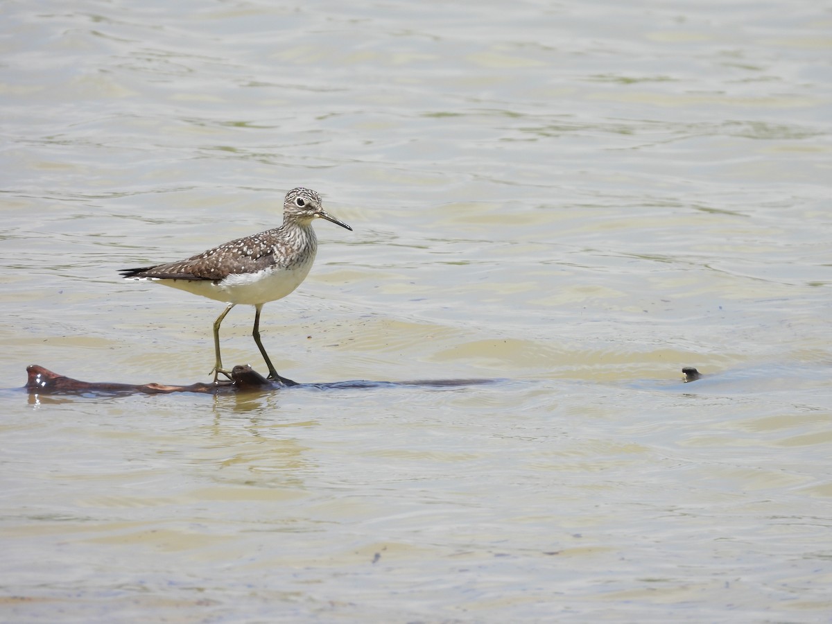 eremittsnipe - ML635774896