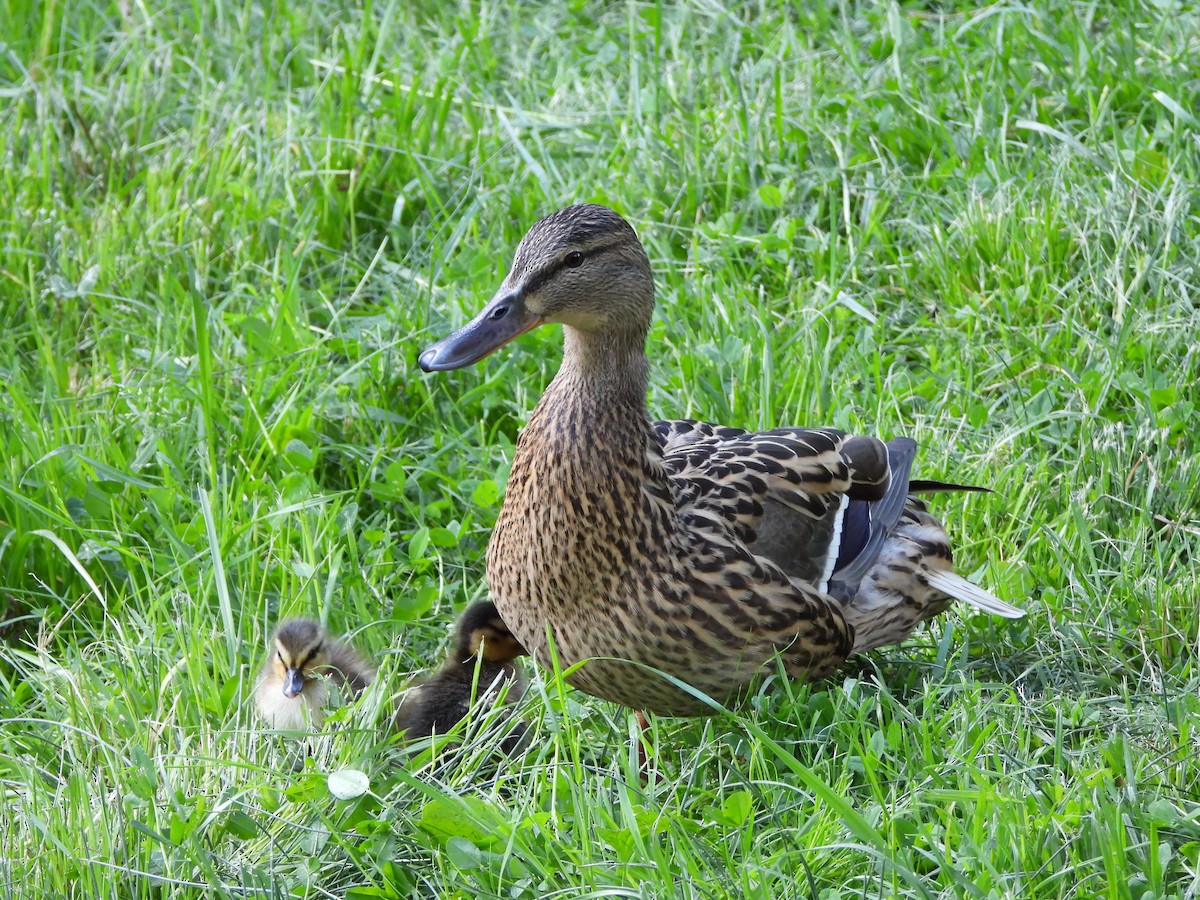 Mallard - ML635774906