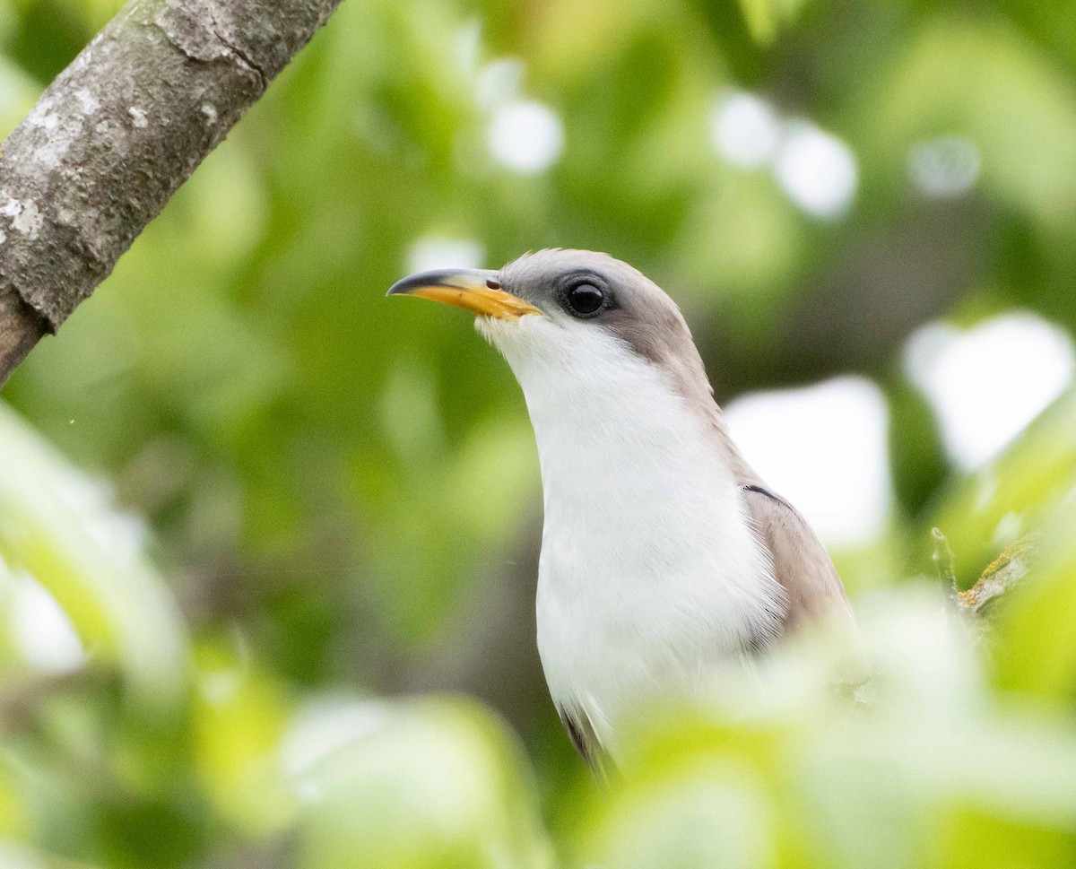 Yellow-billed Cuckoo - ML635774914