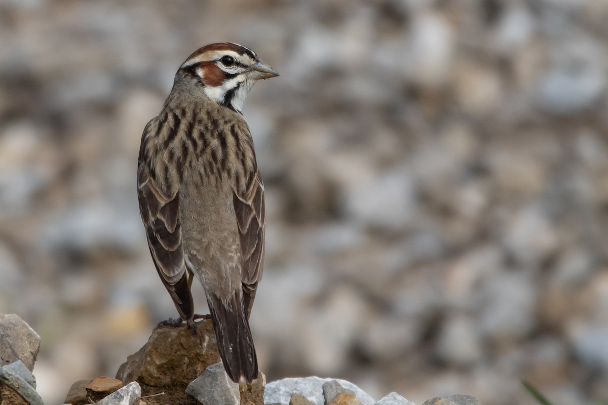 Lark Sparrow - ML635774917