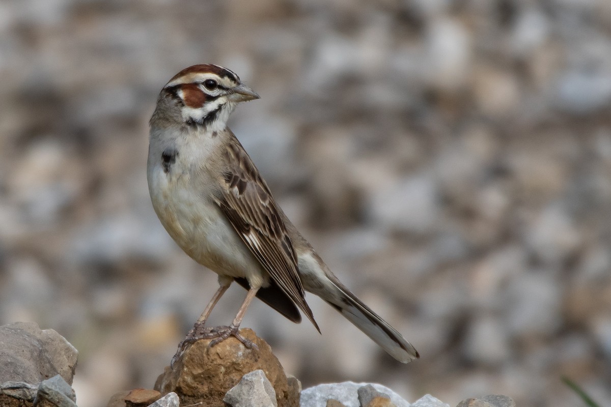 Lark Sparrow - ML635774918