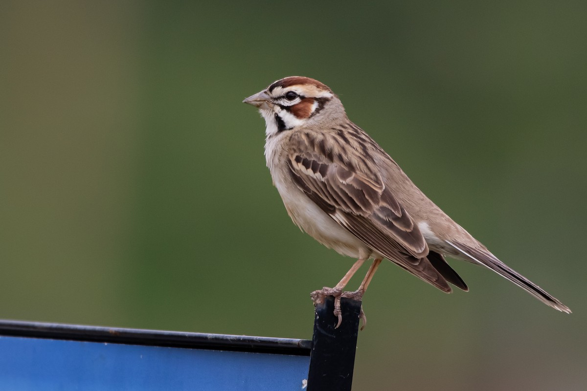 Lark Sparrow - ML635774919
