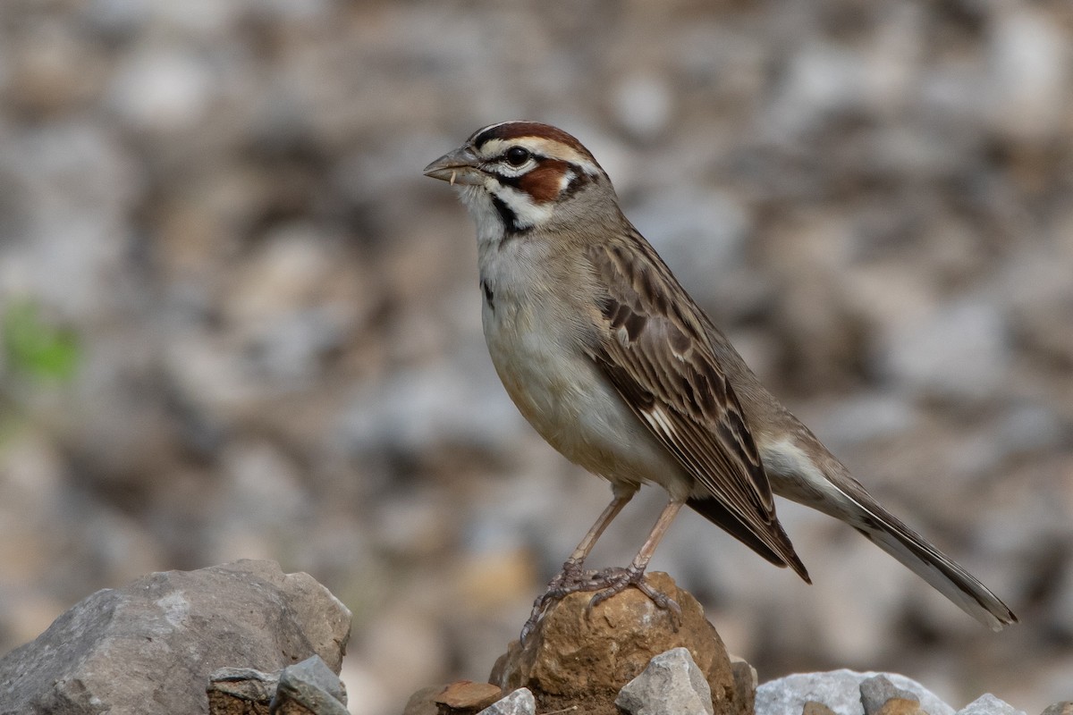 Lark Sparrow - ML635774920