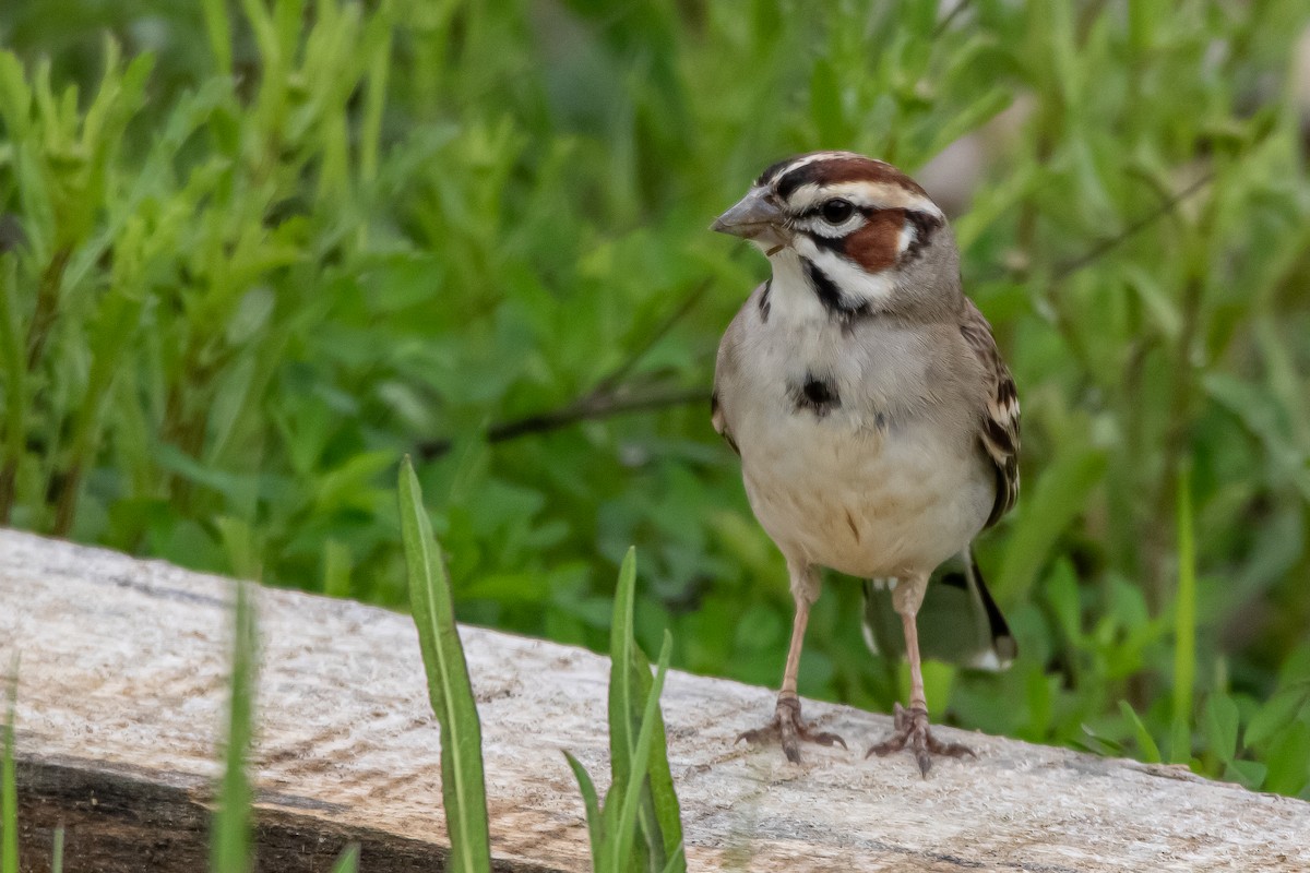 Lark Sparrow - ML635774921