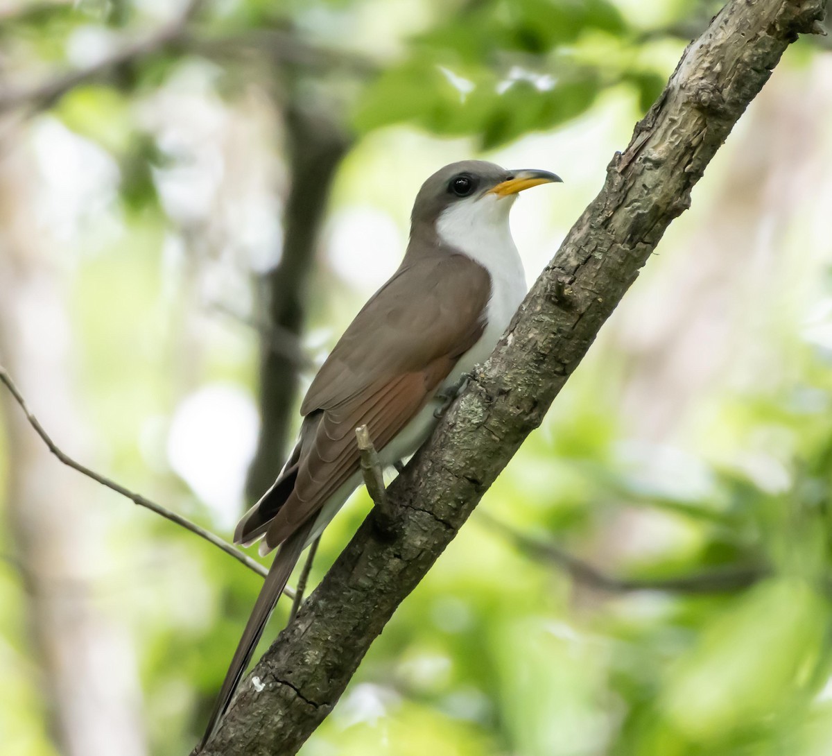 Yellow-billed Cuckoo - ML635774922