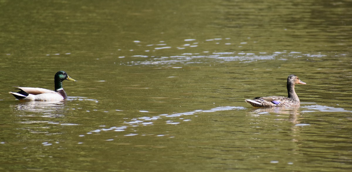 Mallard - ML635774943