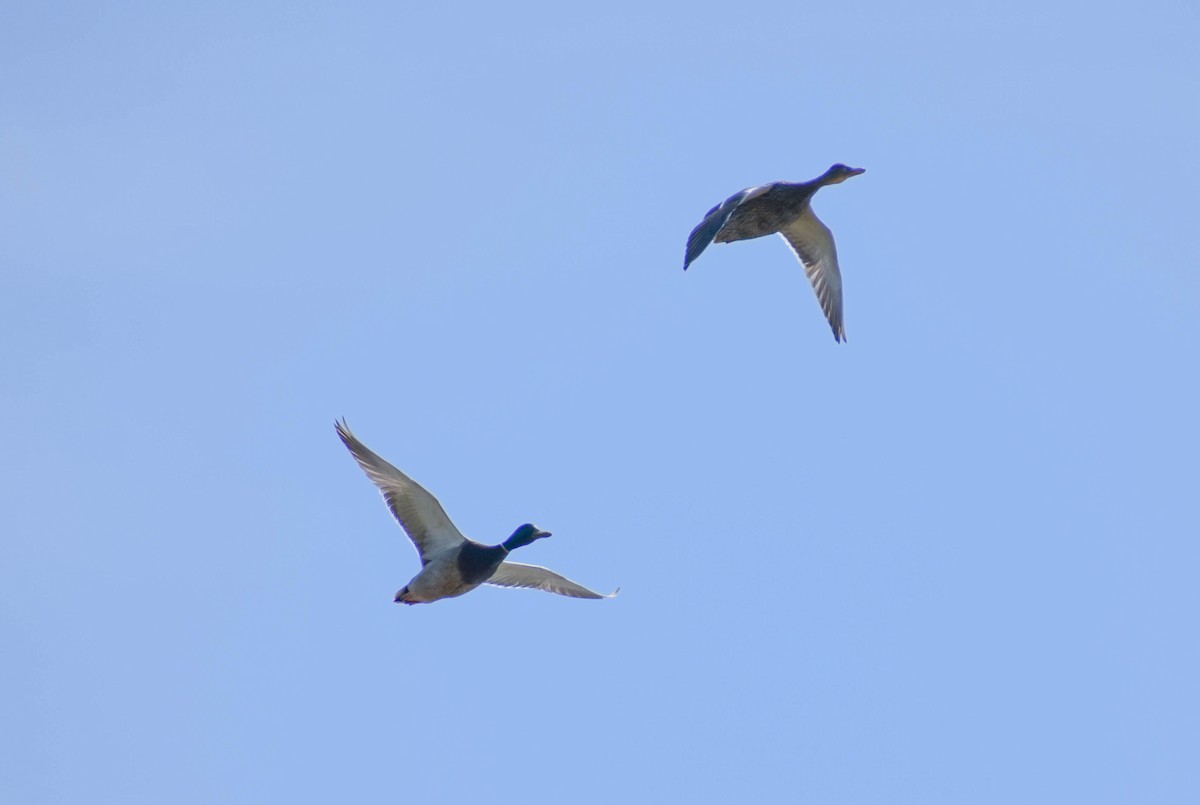 Mallard - ML635774954