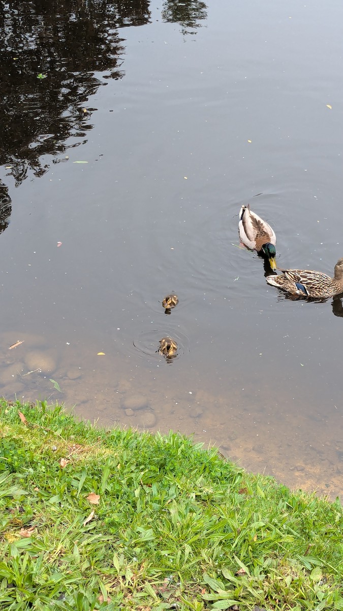 Mallard - ML635774956