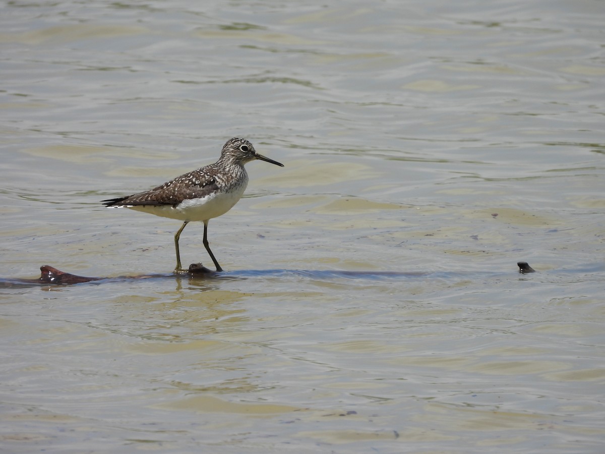 eremittsnipe - ML635774969