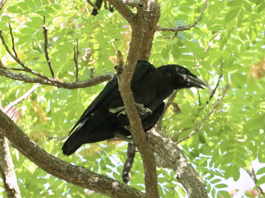 Cuban Crow - ML635774987