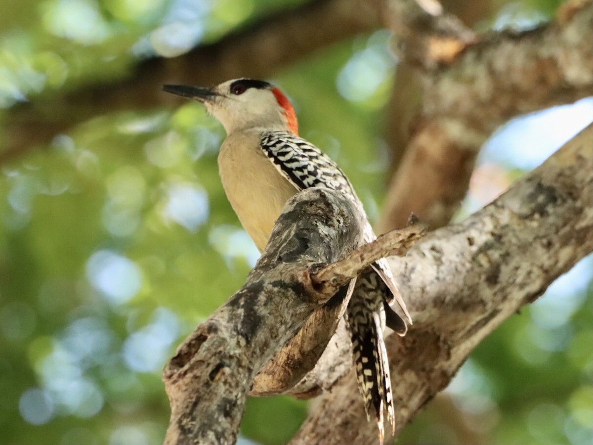 West Indian Woodpecker - ML635775022