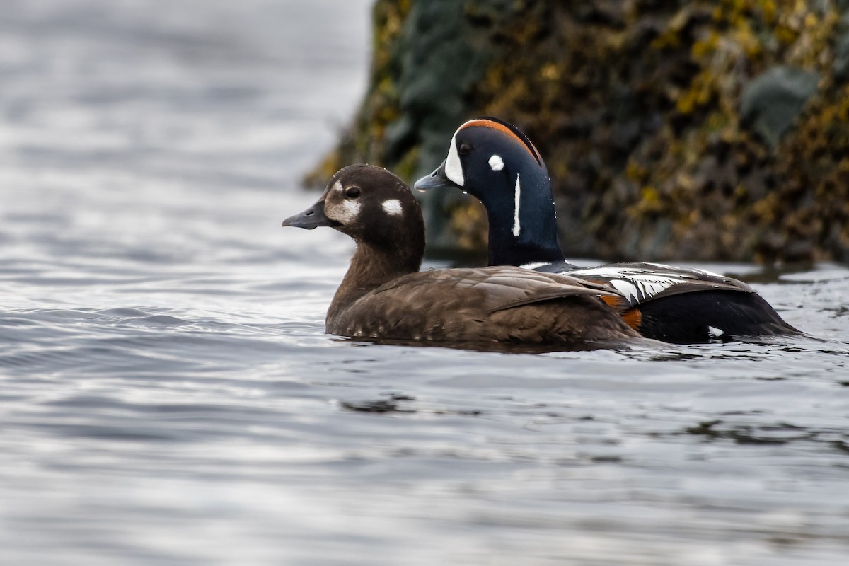 Каменярка - ML635775107