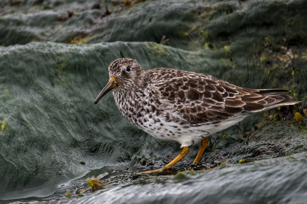 Побережник морський - ML635775162