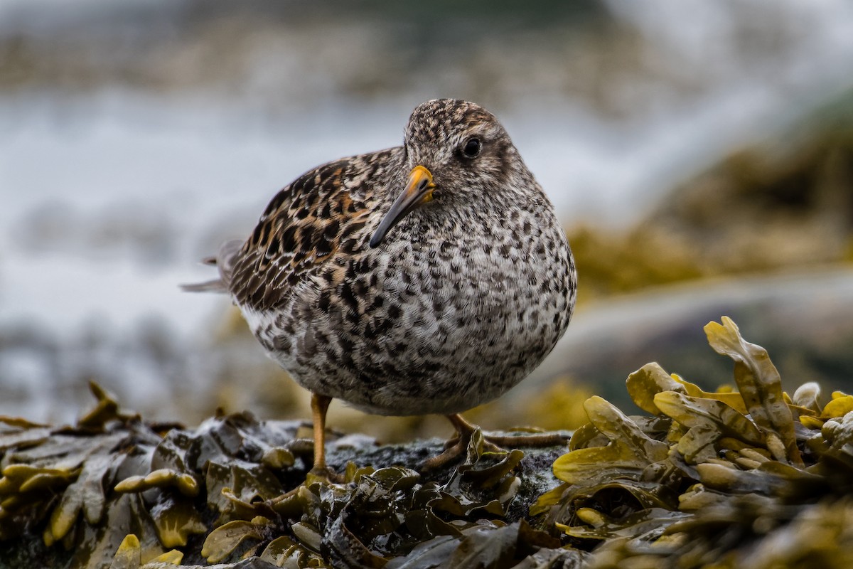 Побережник морський - ML635775163