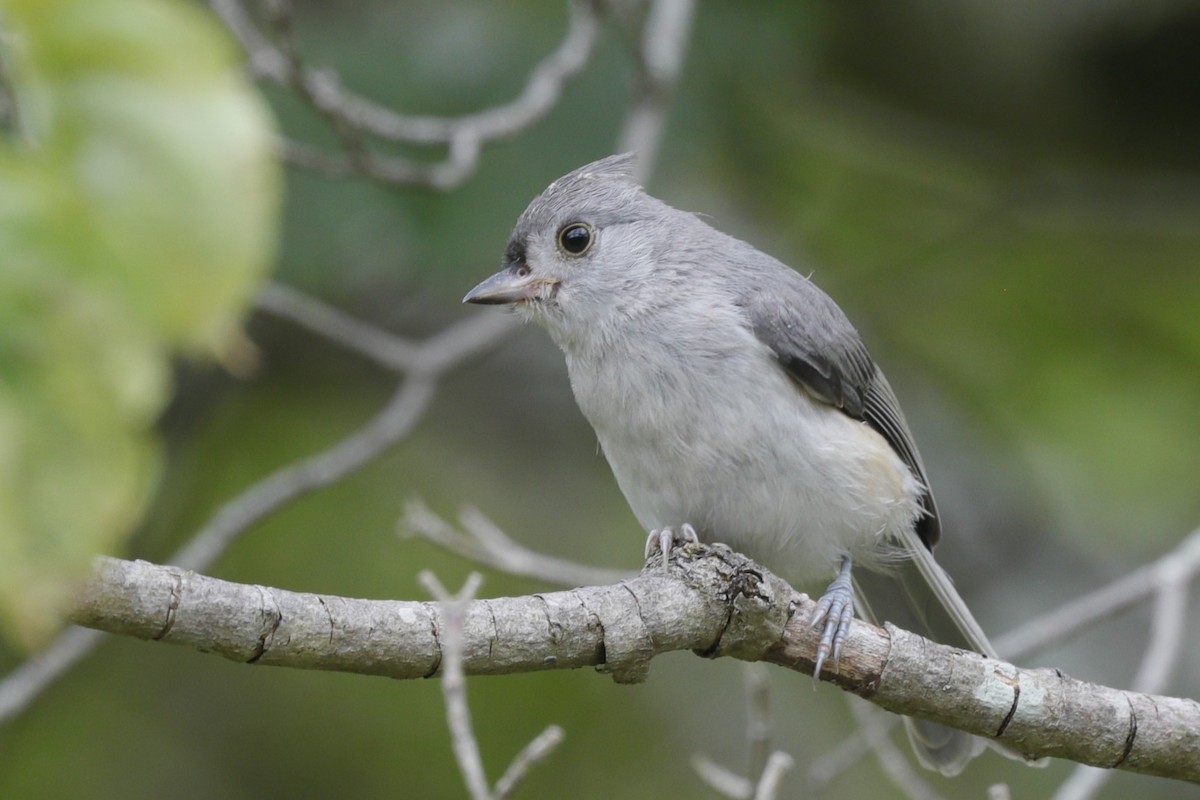 Tufted Titmouse - ML635775168