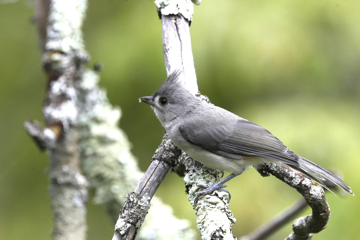 Tufted Titmouse - ML635775170
