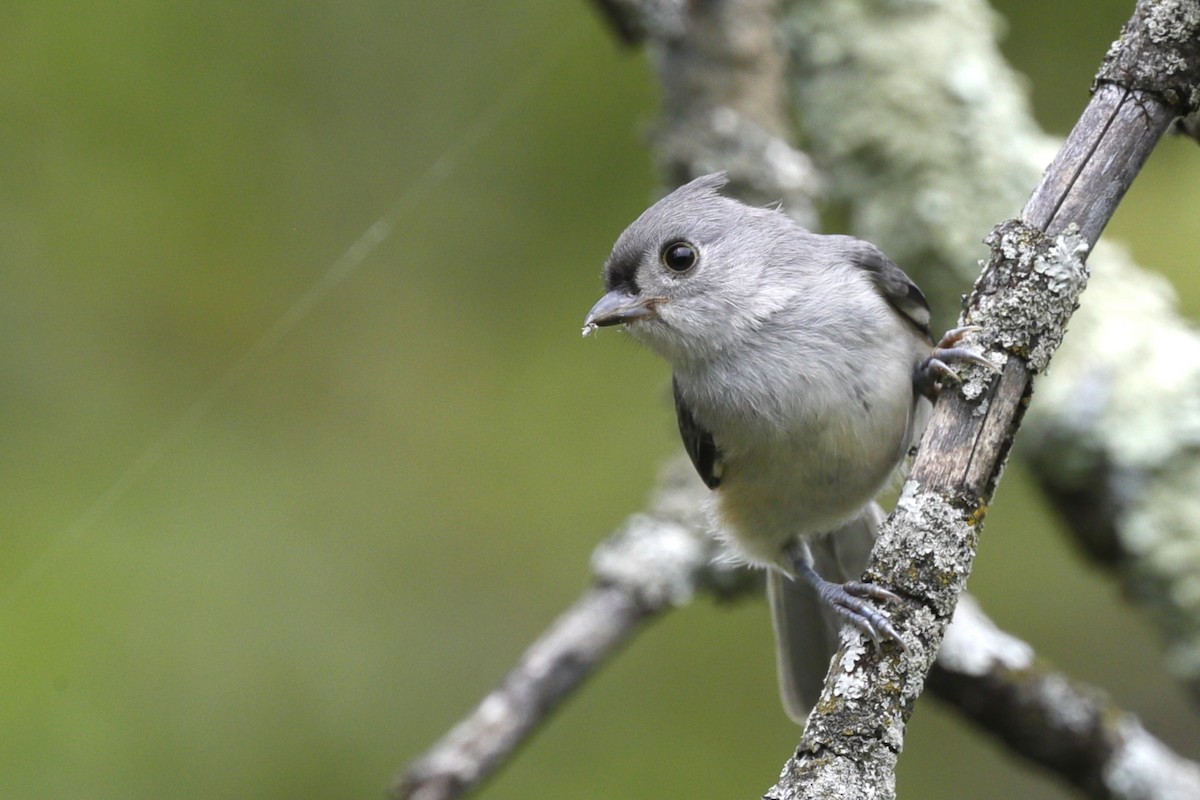 Tufted Titmouse - ML635775172