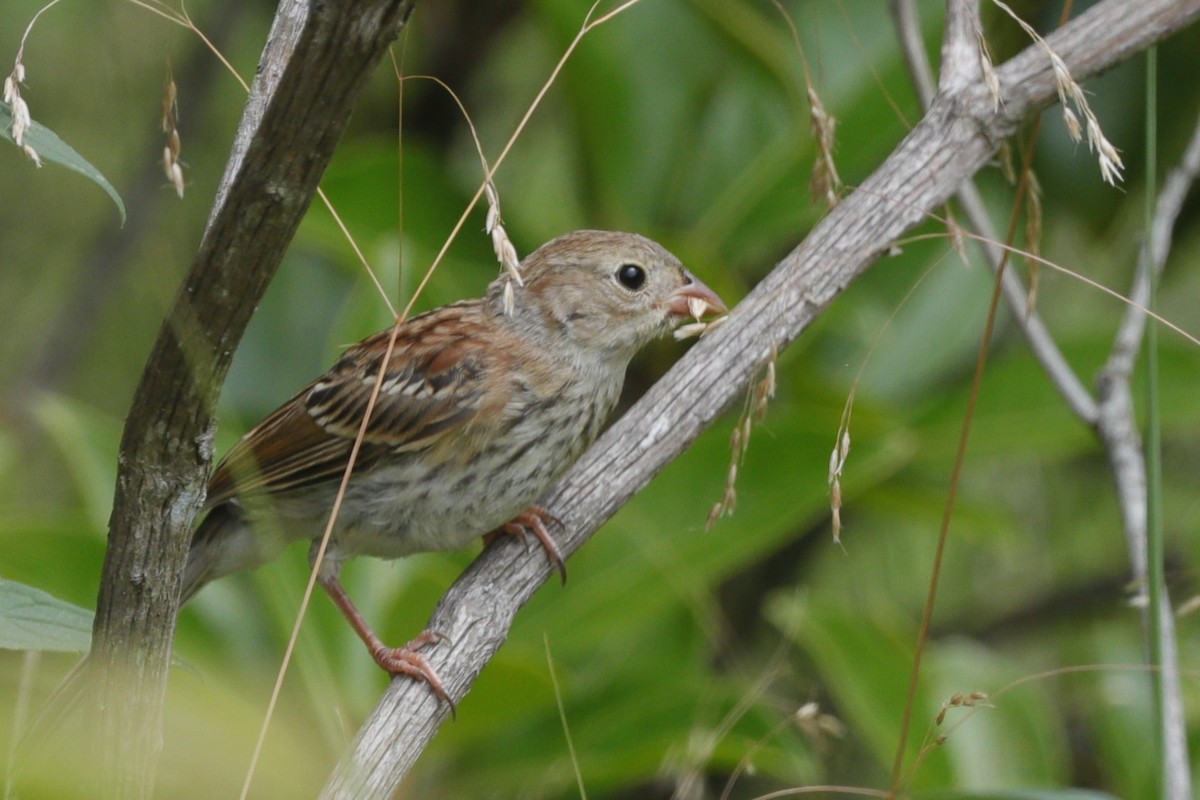Field Sparrow - ML635775196