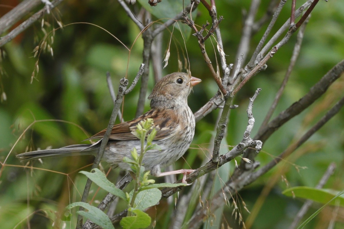 Field Sparrow - ML635775197