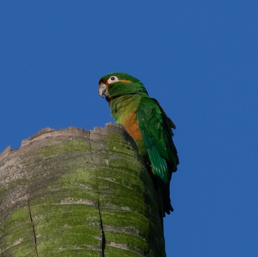 Golden-plumed Parakeet - ML635775198