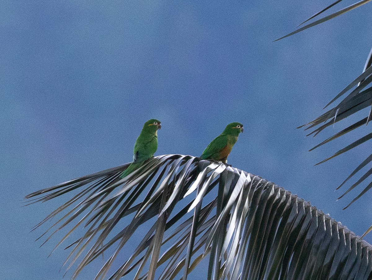 Golden-plumed Parakeet - ML635775199