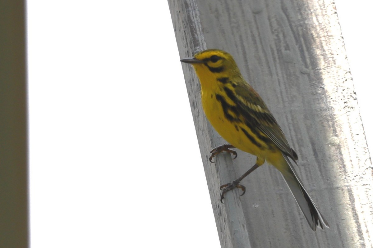 Prairie Warbler - ML635775221
