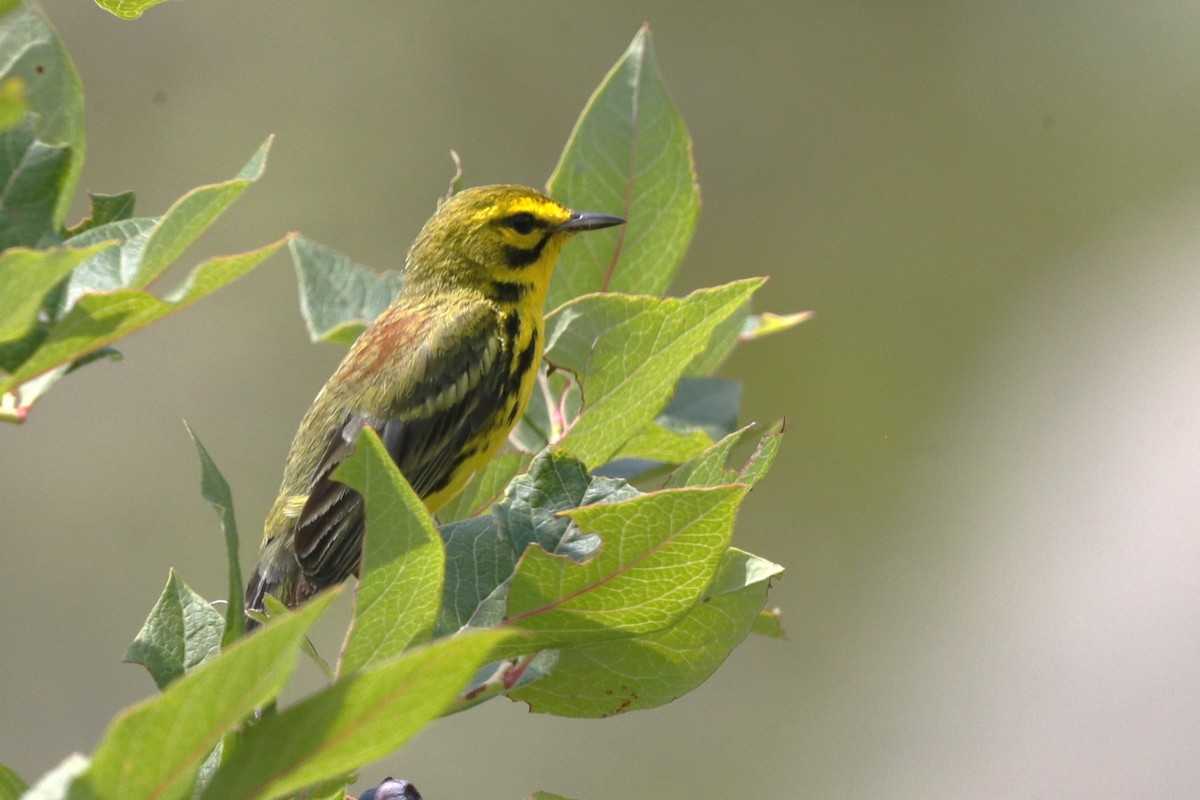 Prairie Warbler - ML635775222