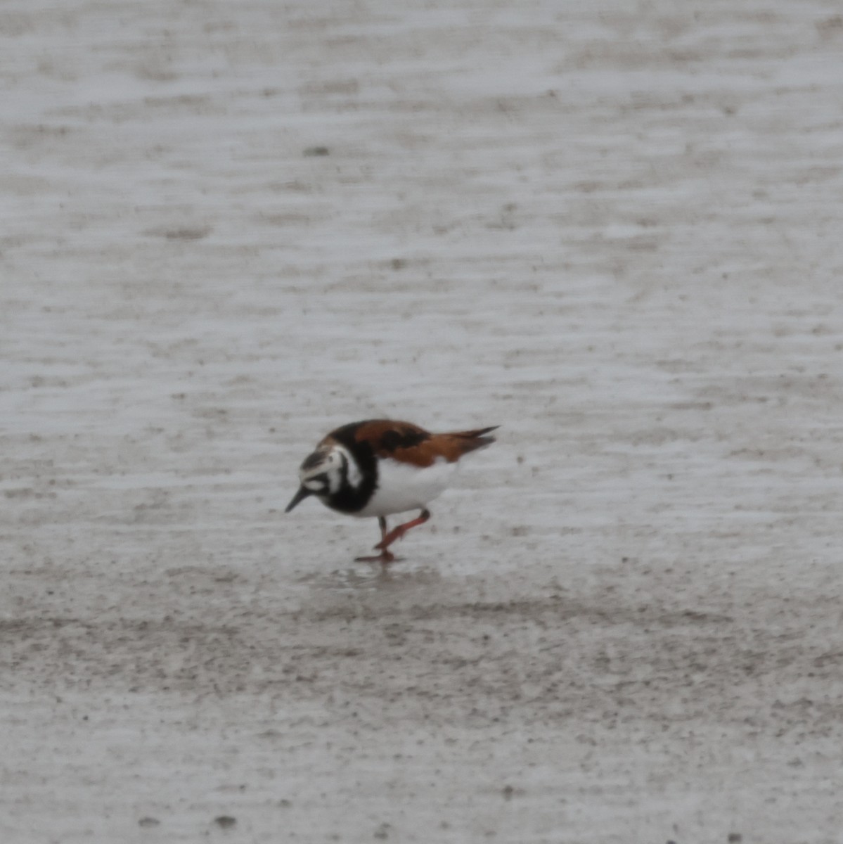 Ruddy Turnstone - ML635775223