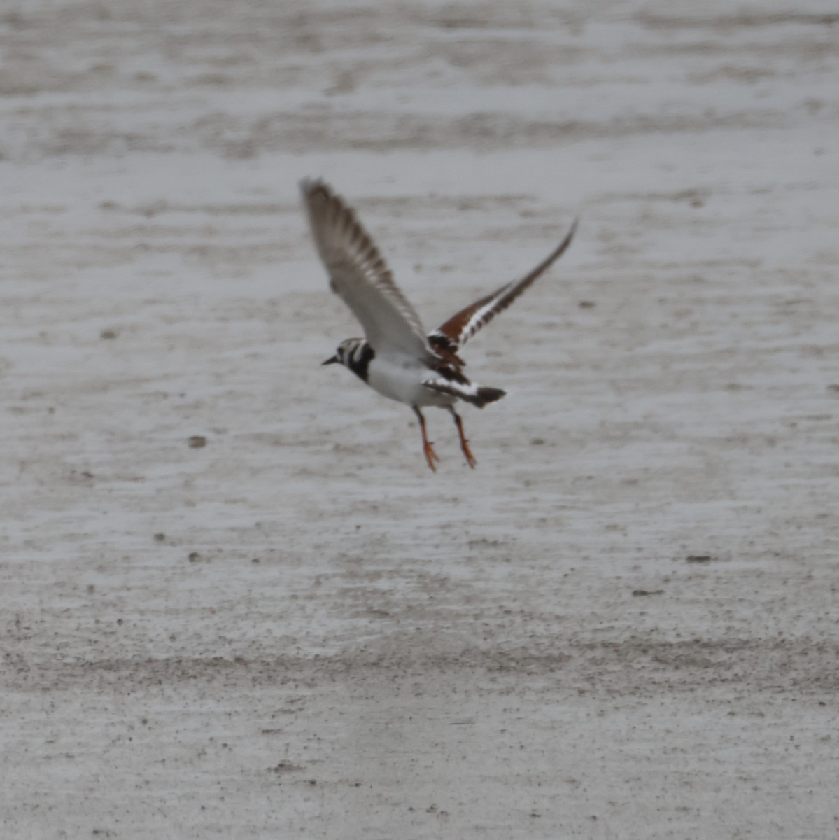 Ruddy Turnstone - ML635775224