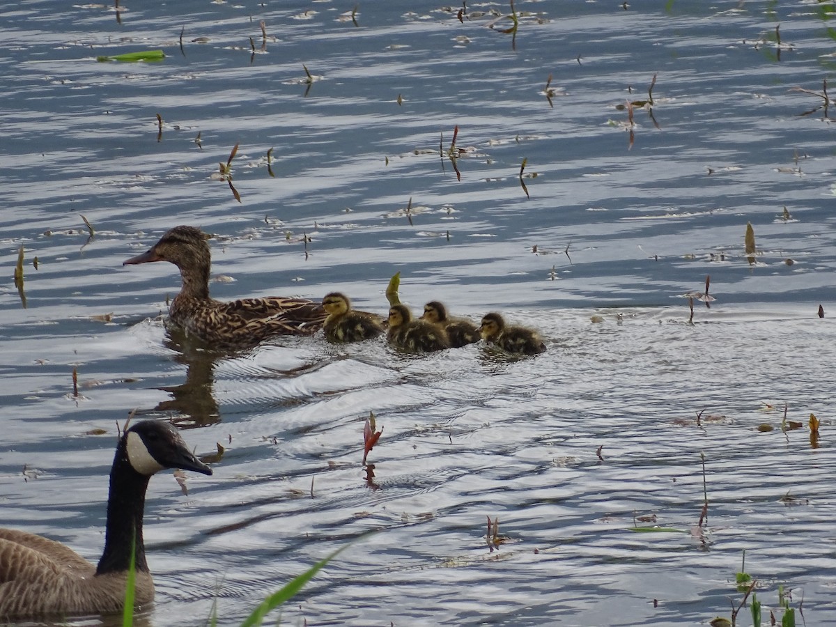 Mallard - ML635775225