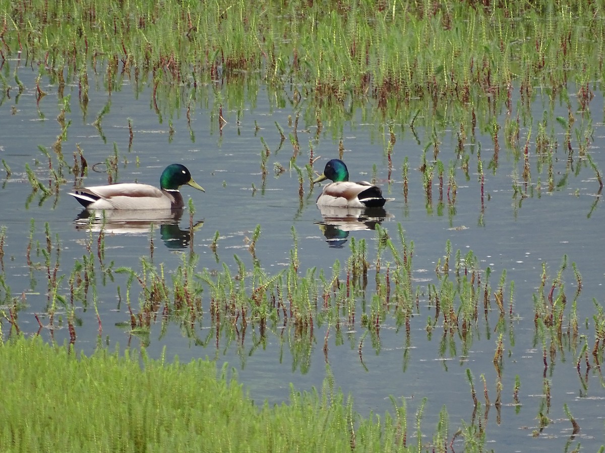Mallard - ML635775227