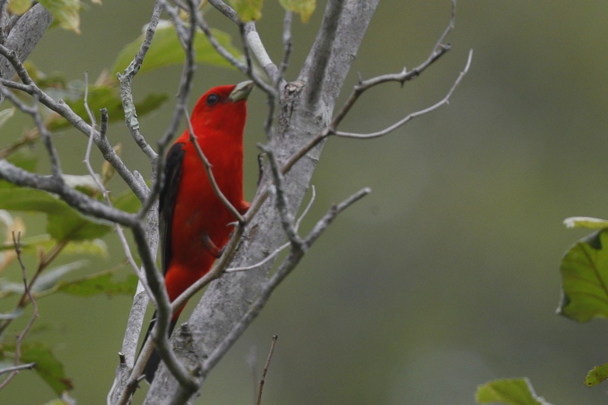 Scarlet Tanager - ML635775236