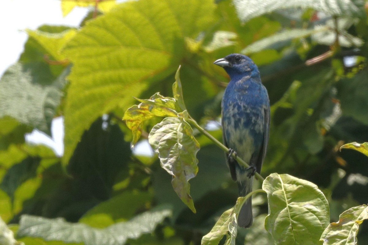 Indigo Bunting - ML635775251