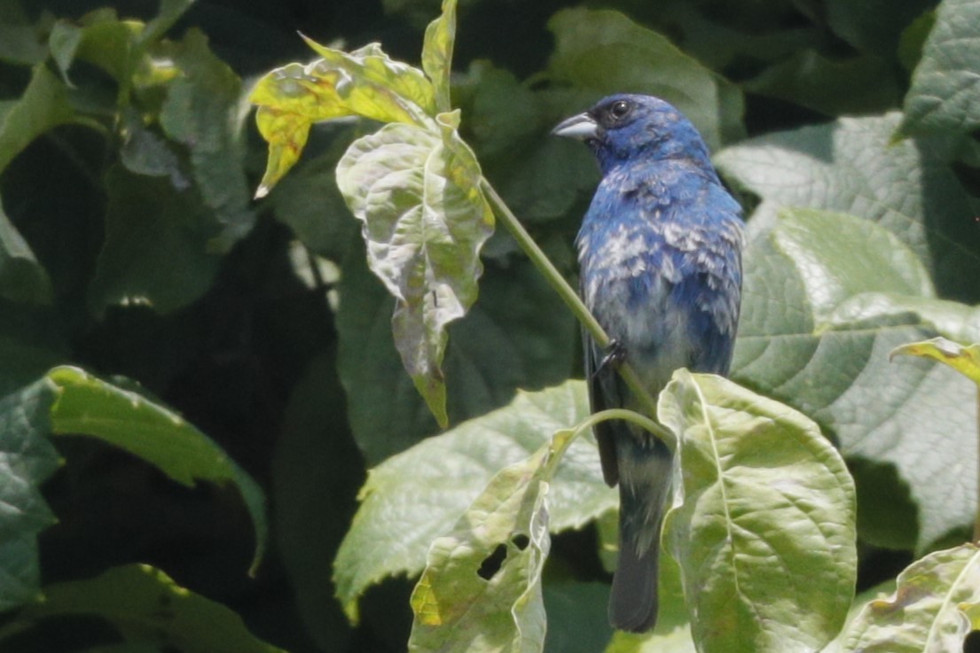 Indigo Bunting - ML635775252