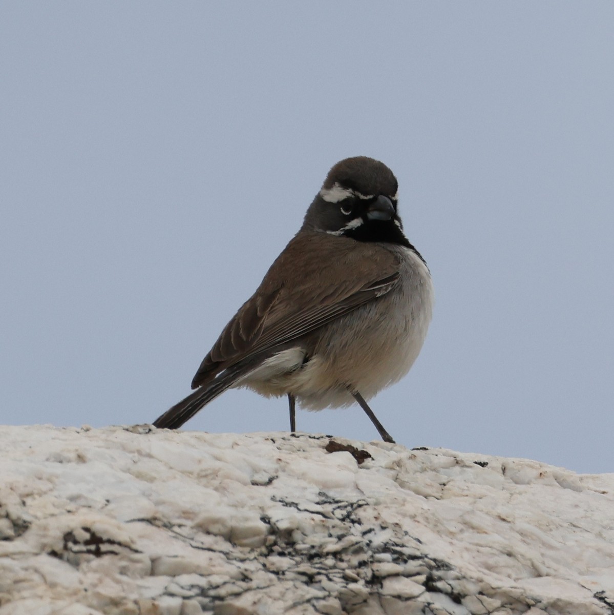 Black-throated Sparrow - ML635775259